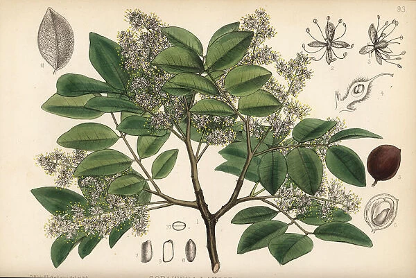 Copaiba, rashed tree or salam tree, Copaifera langsdorffii