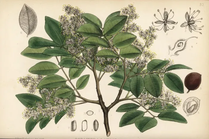 Framed Print : Copaiba, rashed tree or salam tree, Copaifera langsdorffii Framed Print : Copaiba, rashed tree or salam tree, Copaifera langsdorffii