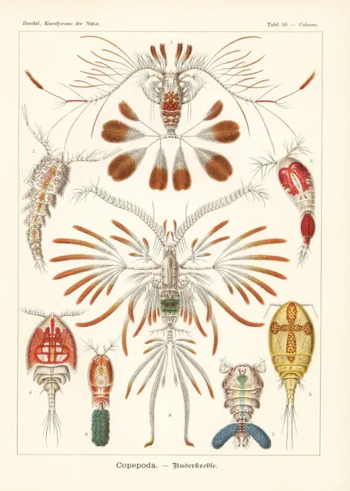 Framed Print : Copepod crustaceans Framed Print : Copepod crustaceans