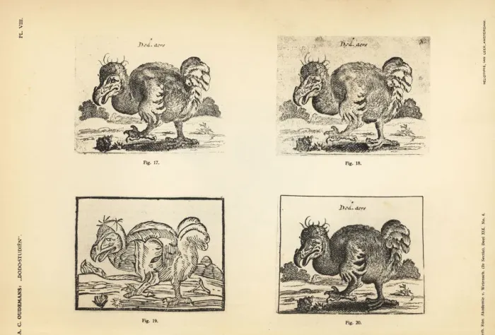 Framed Print : Copies of the white dodo by Salomon Savery Framed Print : Copies of the white dodo by Salomon Savery