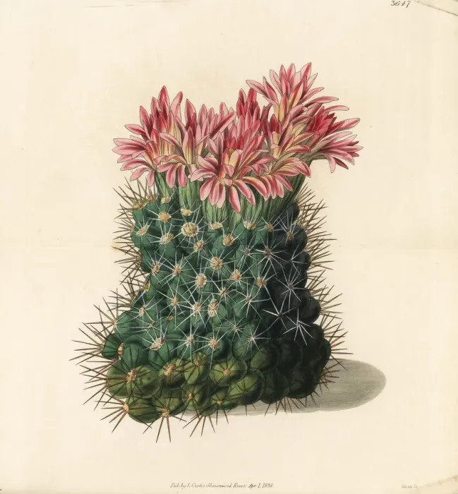 Framed Print : Copious flowering mammillaria cactus, Mammillaria floribunda Framed Print : Copious flowering mammillaria cactus, Mammillaria floribunda