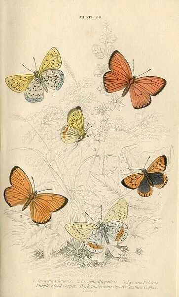 Copper Butterflies