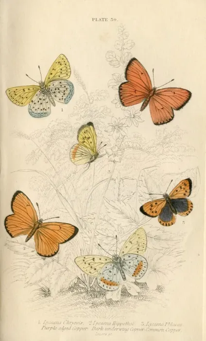 Framed Print : Copper Butterflies Framed Print : Copper Butterflies