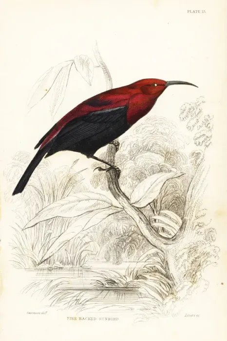 Framed Print : Copper sunbird, Cinnyris cupreus Framed Print : Copper sunbird, Cinnyris cupreus