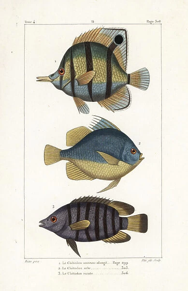 Copperband butterfly fish, Chelmon rostratus