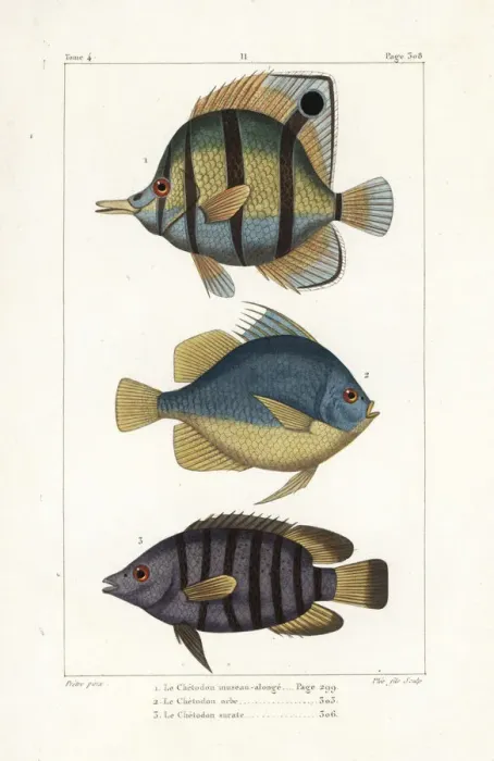 Framed Print : Copperband butterfly fish, Chelmon rostratus Framed Print : Copperband butterfly fish, Chelmon rostratus