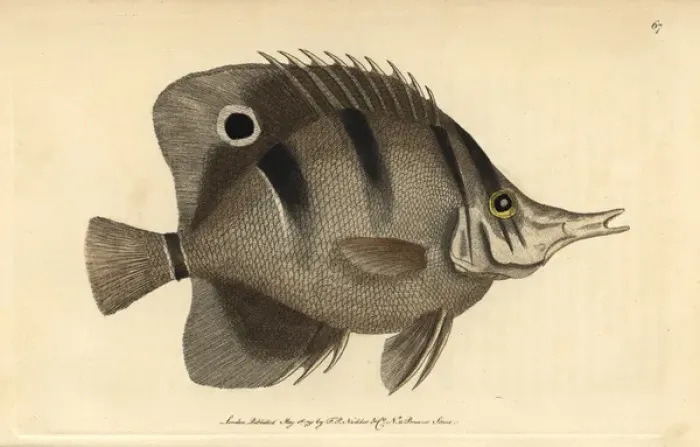 Framed Print : Copperband butterfly fish Jaculator or shooting Framed Print : Copperband butterfly fish Jaculator or shooting