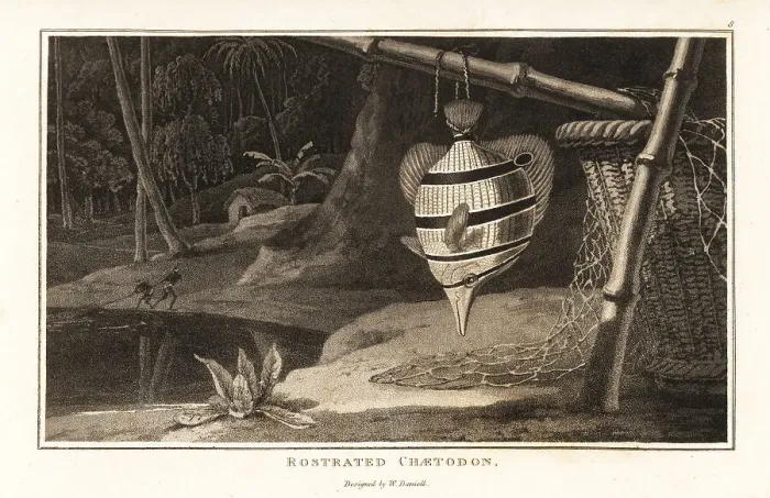Framed Print : Copperband butterflyfish hanging from a bamboo pole Framed Print : Copperband butterflyfish hanging from a bamboo pole