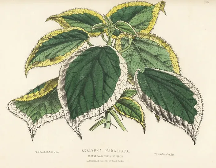 Framed Print : Copperleaf, Acalypha marginata Framed Print : Copperleaf, Acalypha marginata