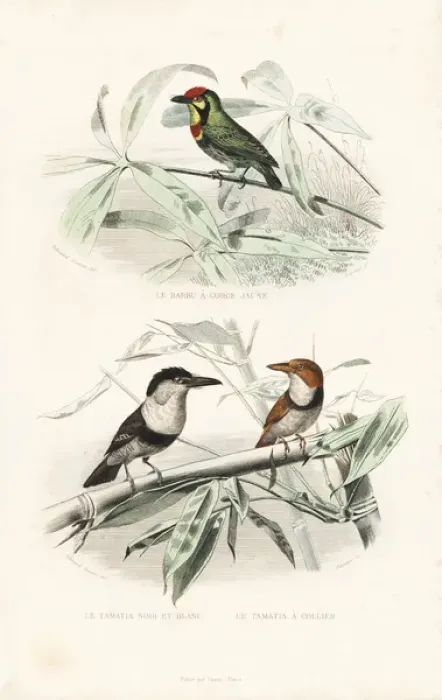 Framed Print : Coppersmith barbet, pied puffbird and collared puffbird Framed Print : Coppersmith barbet, pied puffbird and collared puffbird
