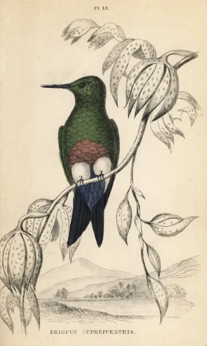 Framed Print : Coppery-bellied puffleg, Eriocnemis cupreoventris Framed Print : Coppery-bellied puffleg, Eriocnemis cupreoventris