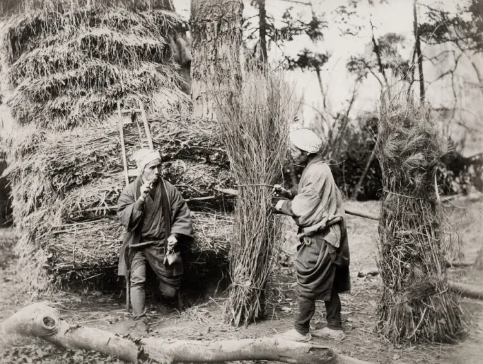 Framed Print : Coppicing, forestry workers, Japan Framed Print : Coppicing, forestry workers, Japan