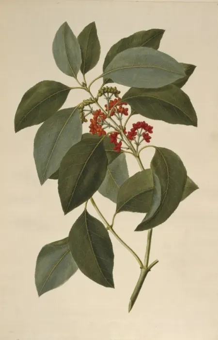 Framed Print : Coprosma australis