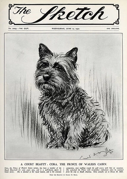Cora the Cairn Terrier belonging to the Prince of Wales