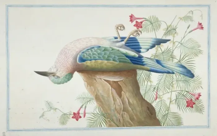 Framed Print : Coracias benghalensis, Indian Roller Framed Print : Coracias benghalensis, Indian Roller