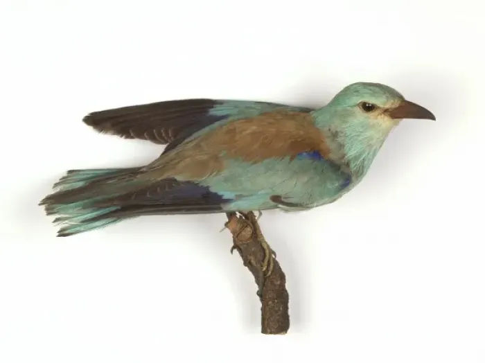 Framed Print : Coracias garrulus, European roller Framed Print : Coracias garrulus, European roller