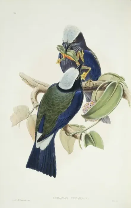 Framed Print : Coracias temminckii, purple-winged roller Framed Print : Coracias temminckii, purple-winged roller