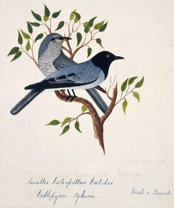 Framed Print : Coracina melanoptera, black-headed cuckoo-shrike Framed Print : Coracina melanoptera, black-headed cuckoo-shrike