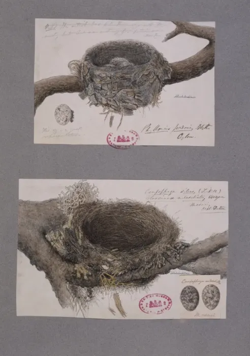 Framed Print : Coracina melashistos, dark-collared cuckoo-shrike nests Framed Print : Coracina melashistos, dark-collared cuckoo-shrike nests