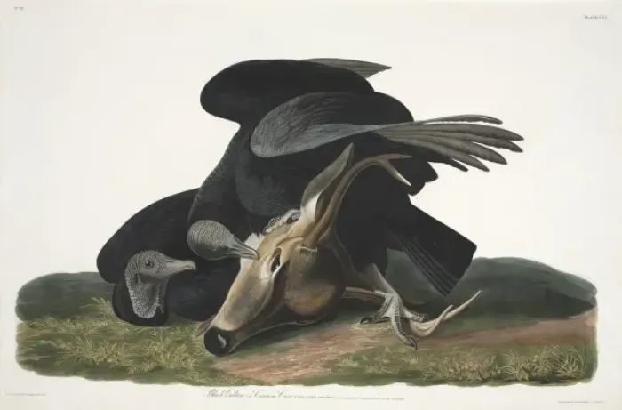 Framed Print : Coragyps atratus, black vulture Framed Print : Coragyps atratus, black vulture