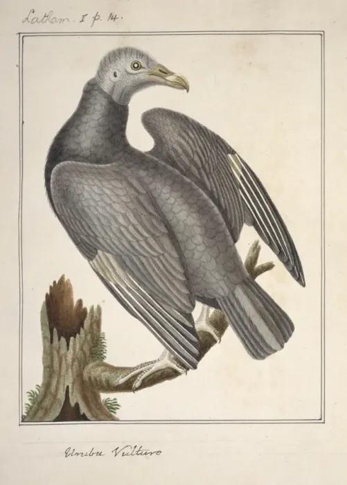 Framed Print : Coragyps atratus, black vulture Framed Print : Coragyps atratus, black vulture