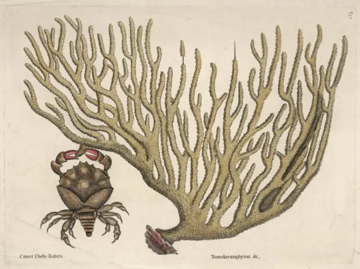 Framed Print : Coral and a Crab Framed Print : Coral and a Crab