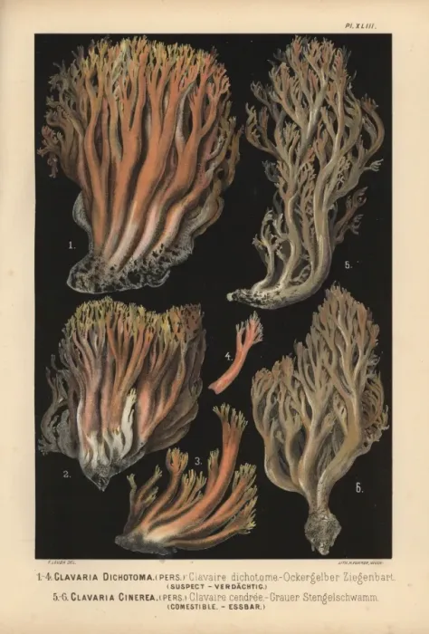 Framed Print : Coral fungus, Clavaria dichotoma, suspect Framed Print : Coral fungus, Clavaria dichotoma, suspect