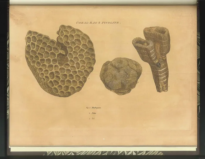Framed Print : Coral Rag fossils Framed Print : Coral Rag fossils