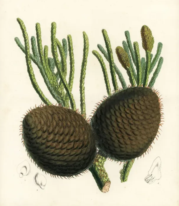 Framed Print : Coral reef araucaria or Cook pine, Araucaria columnaris Framed Print : Coral reef araucaria or Cook pine, Araucaria columnaris