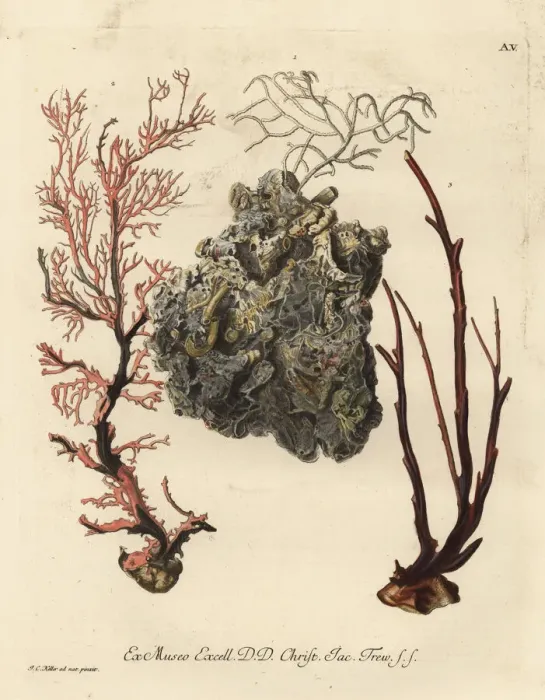 Framed Print : Coral sea fans or Alcyonacea species Framed Print : Coral sea fans or Alcyonacea species