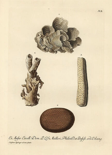 Coral species. Lettuce coral, Agaricia agaricites