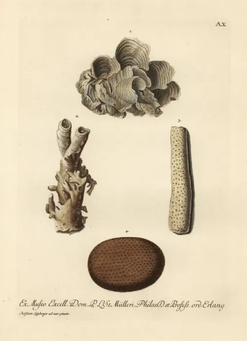 Framed Print : Coral species Framed Print : Coral species