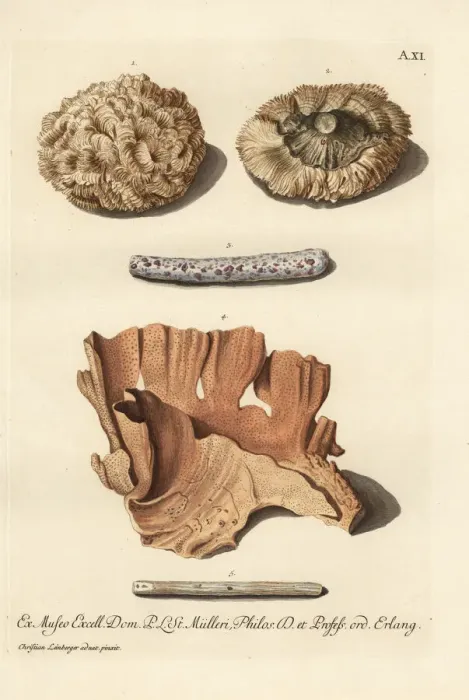 Framed Print : Coral species Framed Print : Coral species
