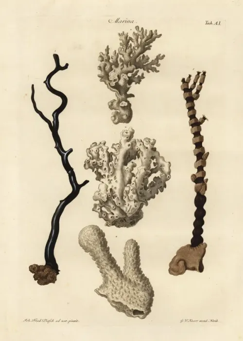 Framed Print : Coral species Framed Print : Coral species