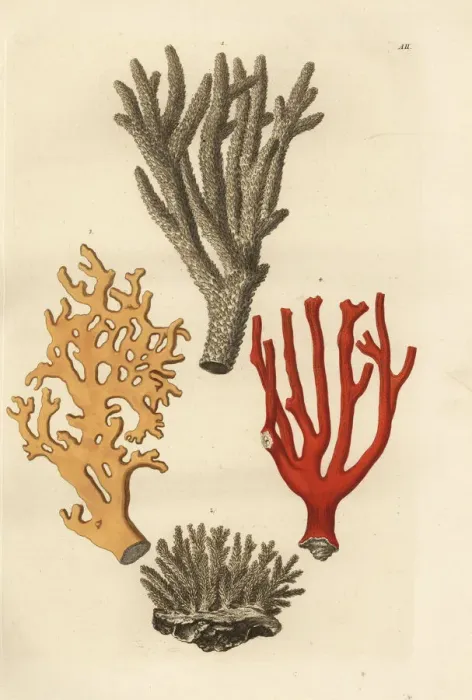 Framed Print : Coral species Framed Print : Coral species