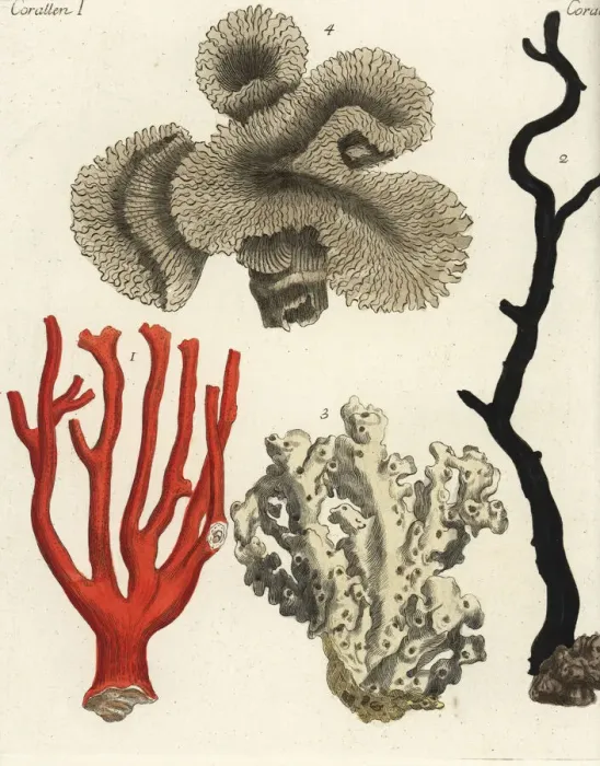 Framed Print : Coral varieties Framed Print : Coral varieties