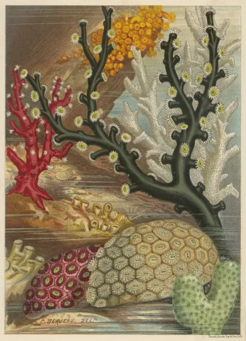 Framed Print : Coral / Various / Berjeau Framed Print : Coral / Various / Berjeau