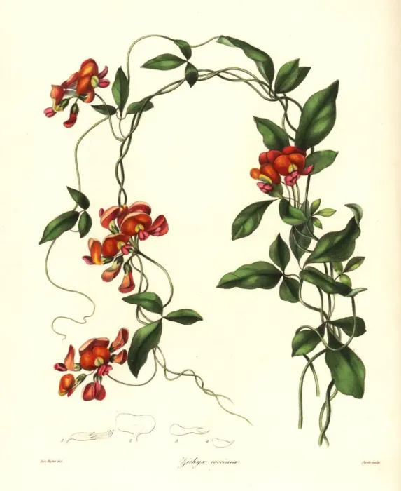 Framed Print : Coral vine, Kennedia coccinea Framed Print : Coral vine, Kennedia coccinea