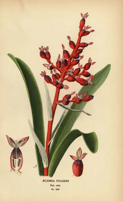 Framed Print : Coralberry, Aechmea fulgens Framed Print : Coralberry, Aechmea fulgens