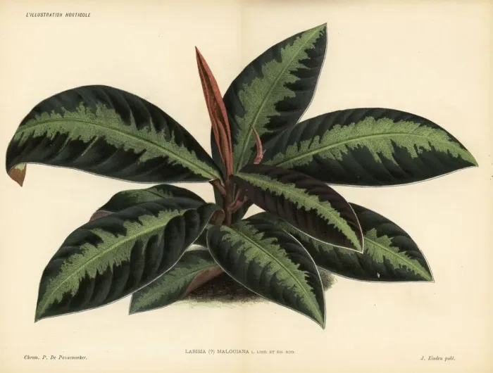 Framed Print : Coralberry or marlberry, Ardisia malouiana Framed Print : Coralberry or marlberry, Ardisia malouiana