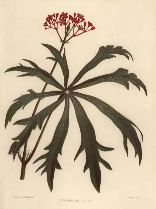 Framed Print : Coralbush, Jatropha multifida Framed Print : Coralbush, Jatropha multifida