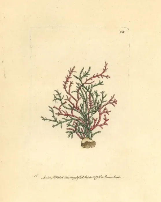 Framed Print : Coralline algae, Corallina officinalis Framed Print : Coralline algae, Corallina officinalis