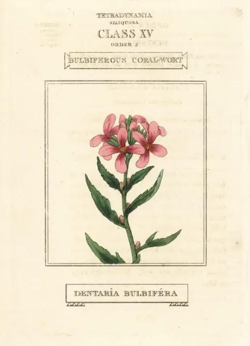 Framed Print : Coralroot, Cardamine bulbifera Framed Print : Coralroot, Cardamine bulbifera