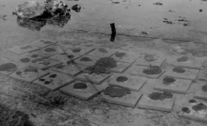 Framed Print : Corals on cement blocks GBR Expedition 1928-1929 Framed Print : Corals on cement blocks GBR Expedition 1928-1929