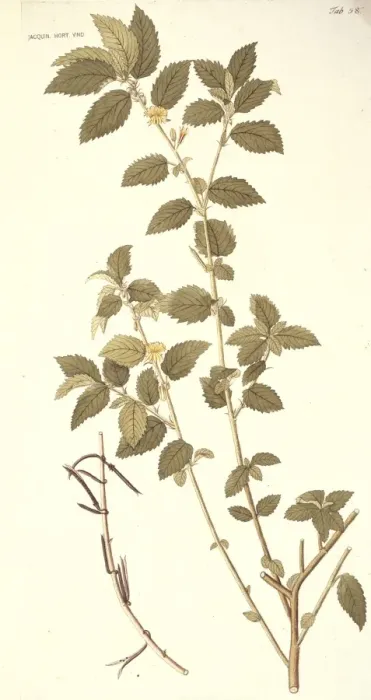 Framed Print : Corchorus hirtus, jute Framed Print : Corchorus hirtus, jute