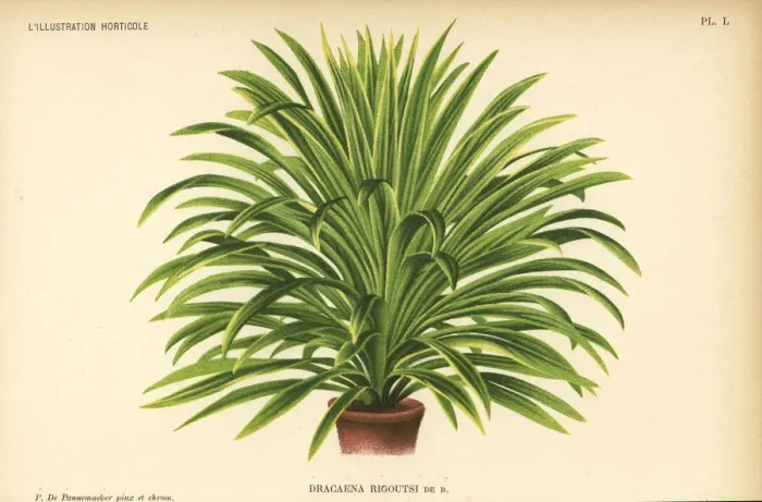 Framed Print : Cordyline australis hybrid, Dracaena rigoutsi Framed Print : Cordyline australis hybrid, Dracaena rigoutsi