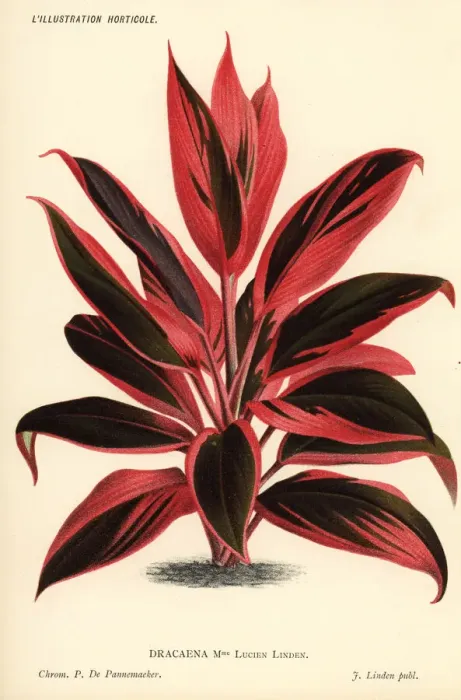 Framed Print : Cordyline cultivar, Madame Lucien Linden Framed Print : Cordyline cultivar, Madame Lucien Linden