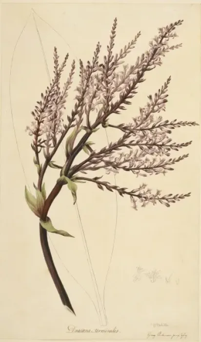 Framed Print : Cordyline fruticosa, ti plant Framed Print : Cordyline fruticosa, ti plant