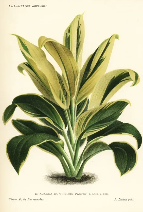 Framed Print : Cordyline hybrid Don Pedro Pastor Framed Print : Cordyline hybrid Don Pedro Pastor
