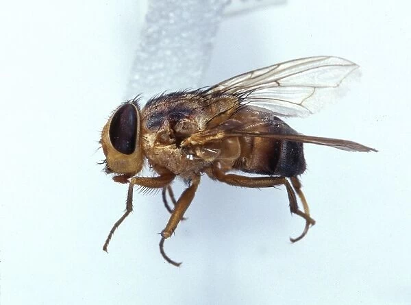 Cordylobia anthropophaga, tumbu fly